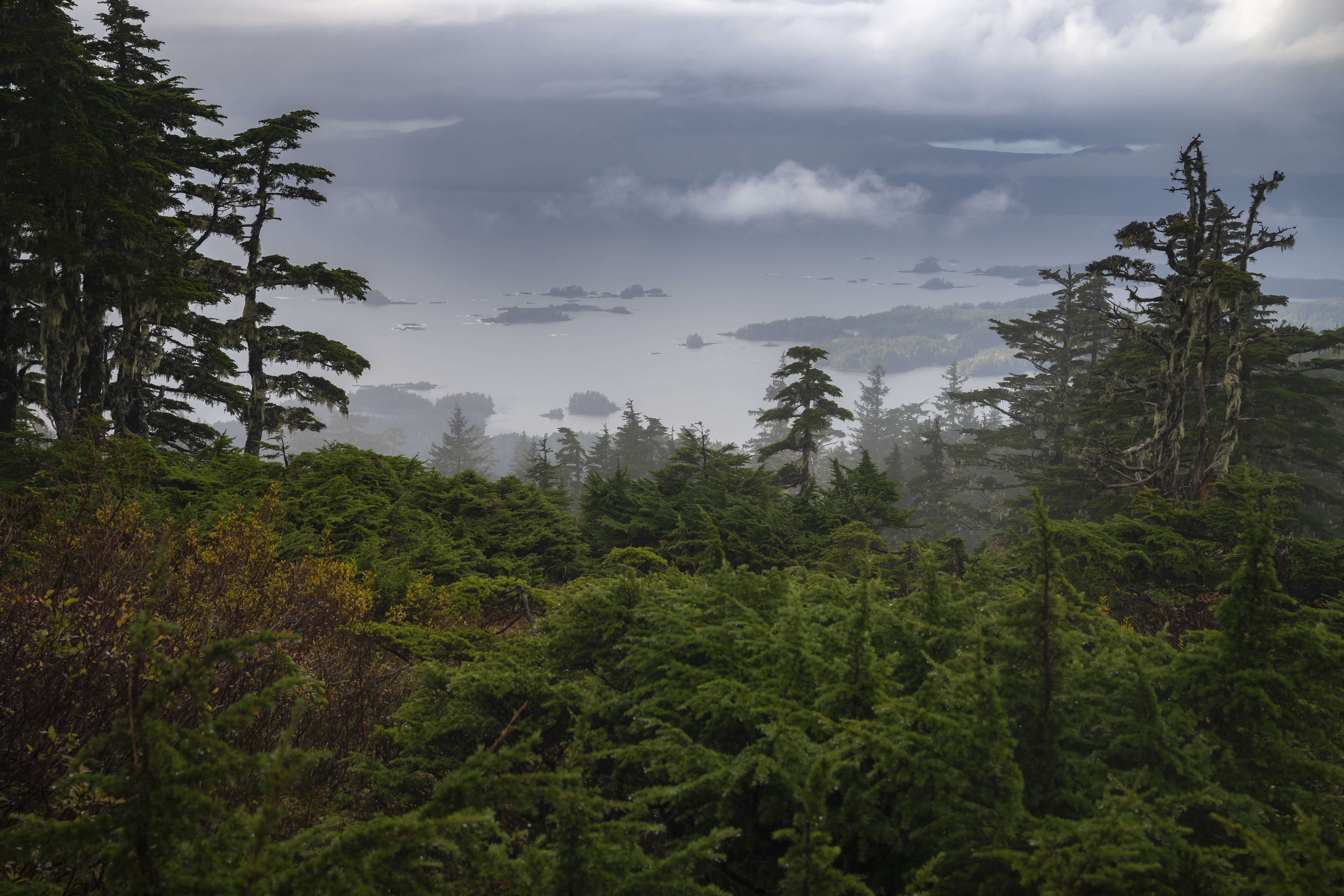 Trump administration moves to allow logging in pristine national forests