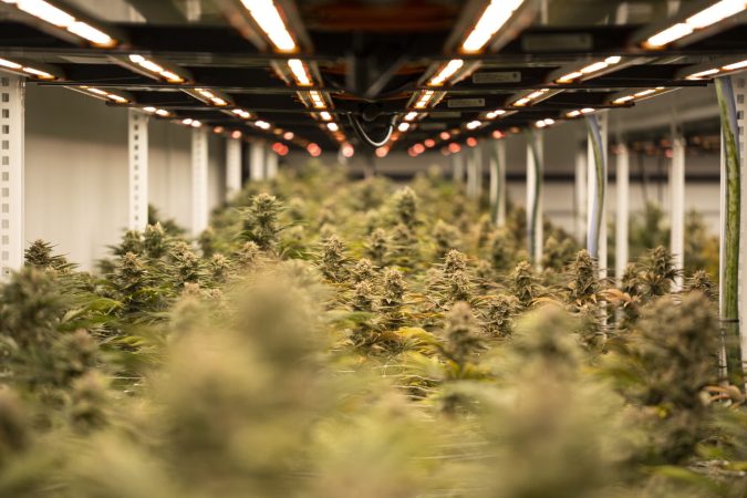Bankrupt weed company lays off 86 people at Vineland grow sites