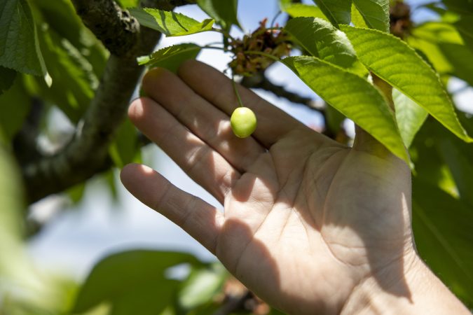 Pennsylvania fruit farmers lost nearly $200 million in crops this year due to a late-April freeze, leaving only some fruits to survive. Jeremy Zeager, 44, of West Chester, Farm Manager at Highland Orchard, showing one of the few cherries in the process of growing after the frost due to change in weather in West Chester, Pa.,, on Friday., May 8, 2026.