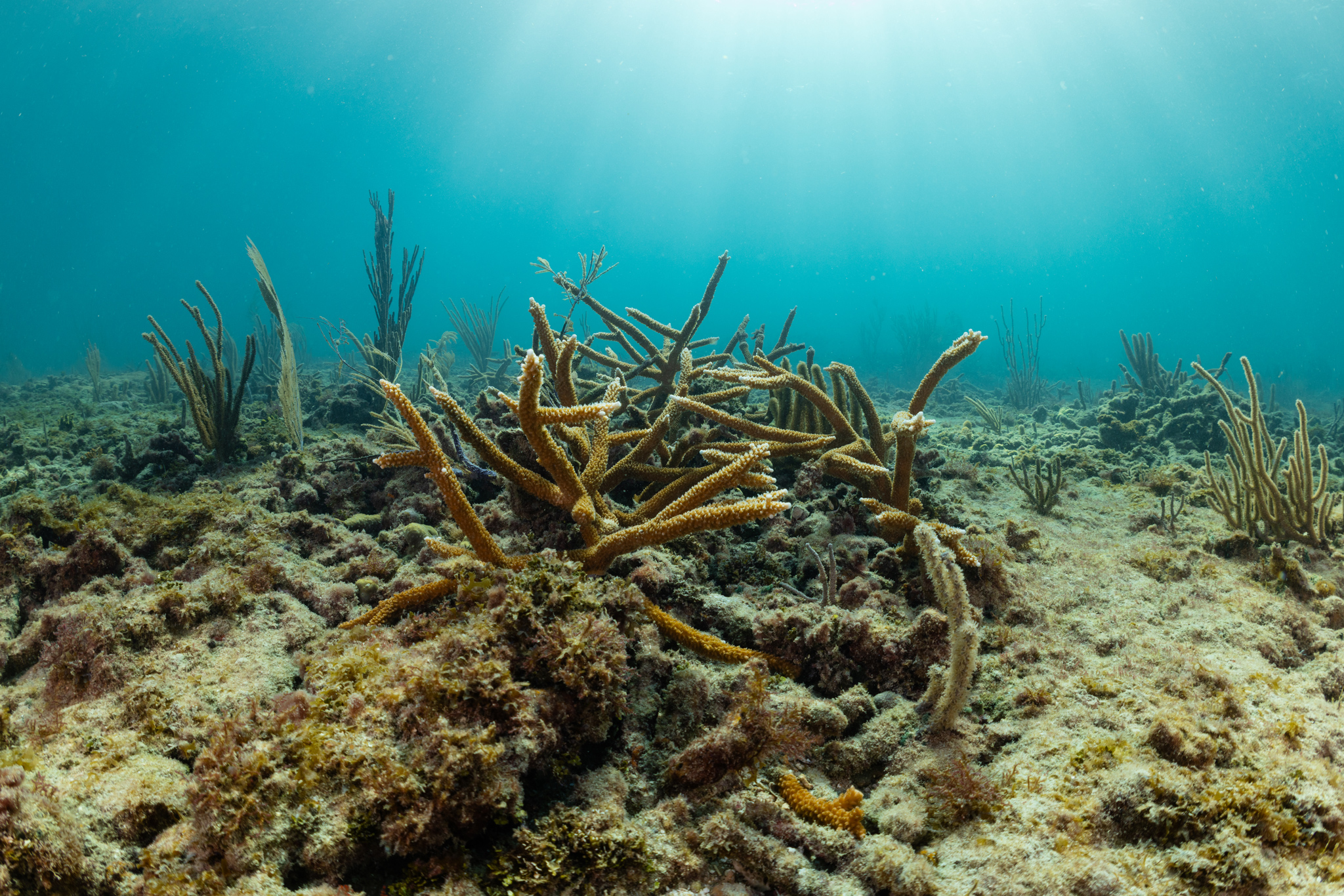 Scientists race to save Florida’s coral reef as El Niño heats the ocean