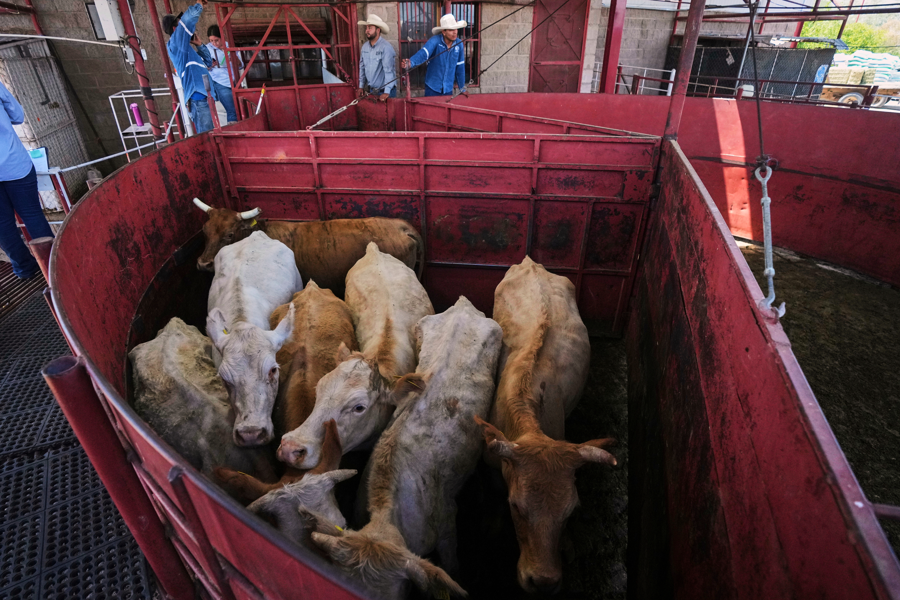 Economists don’t expect reopening the U.S. to Mexican cattle imports to reduce high beef prices