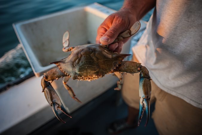 Scientists probe sharp drop in Chesapeake Bay’s crab population