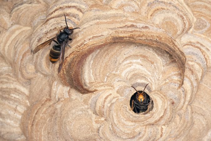‘We’re fighting Satan’: The war to save bees from a hornet invasion