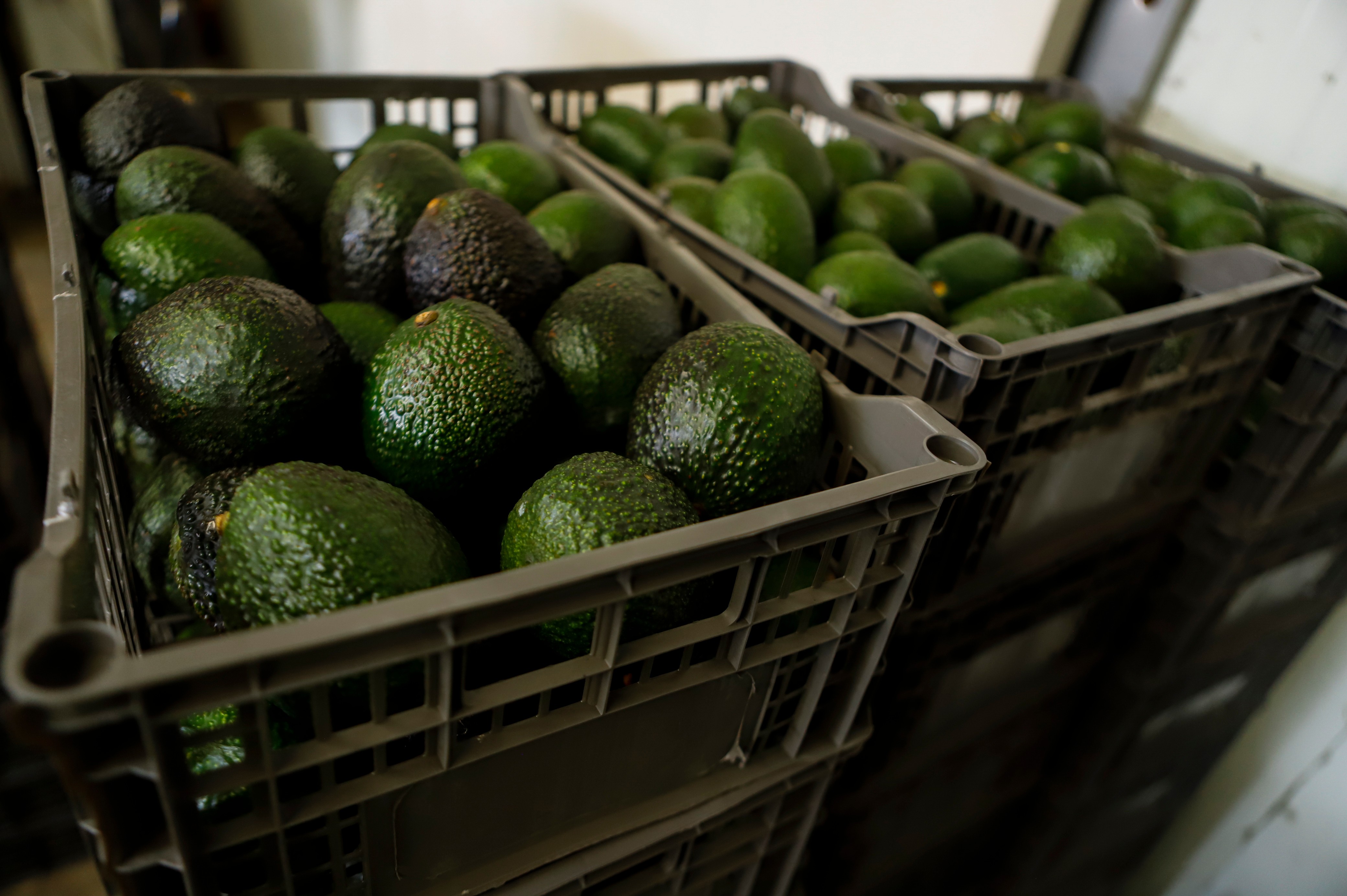 U.S. suspends avocado inspections in Mexican state of Michoacan due to threat