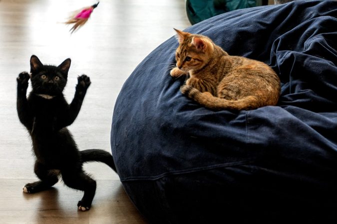 Collingswood, ‘a cat community,’ has officially opened its first cat cafe