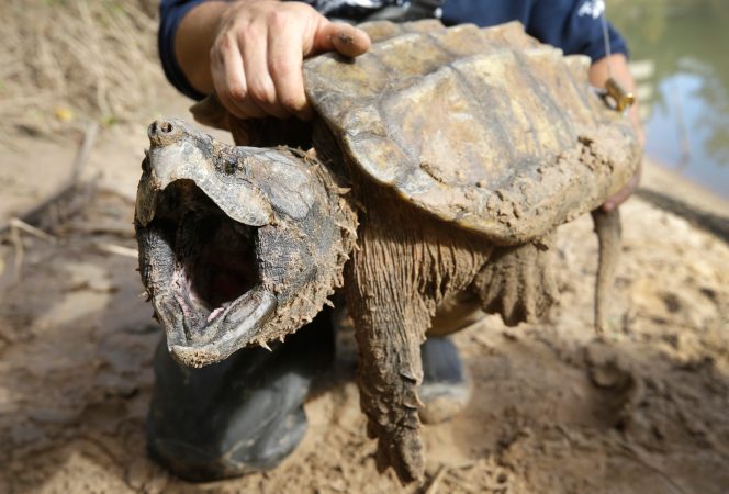 U.S. cancels automatic protections for imperiled animals as critics warn of extinctions