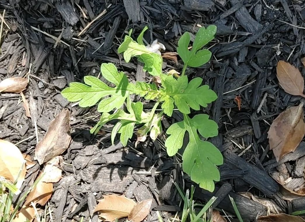 🌿 Peak ragweed season | Outdoorsy Newsletter