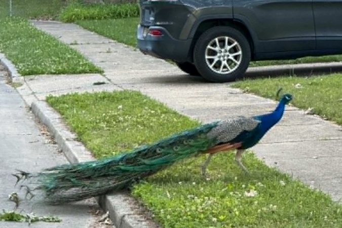 Peacocks are wandering a Camden County borough. Local police don’t know where they came from.