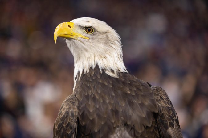 Independence (the eagle) is coming to Philadelphia