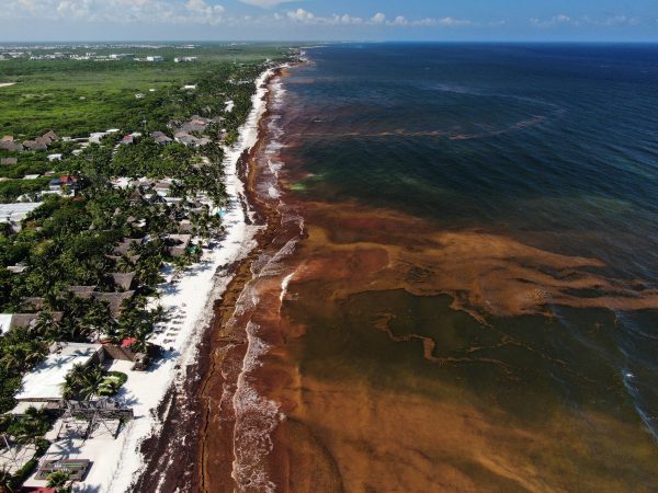 A blanket of seaweed smothers coastlines from the Caribbean to Mexico