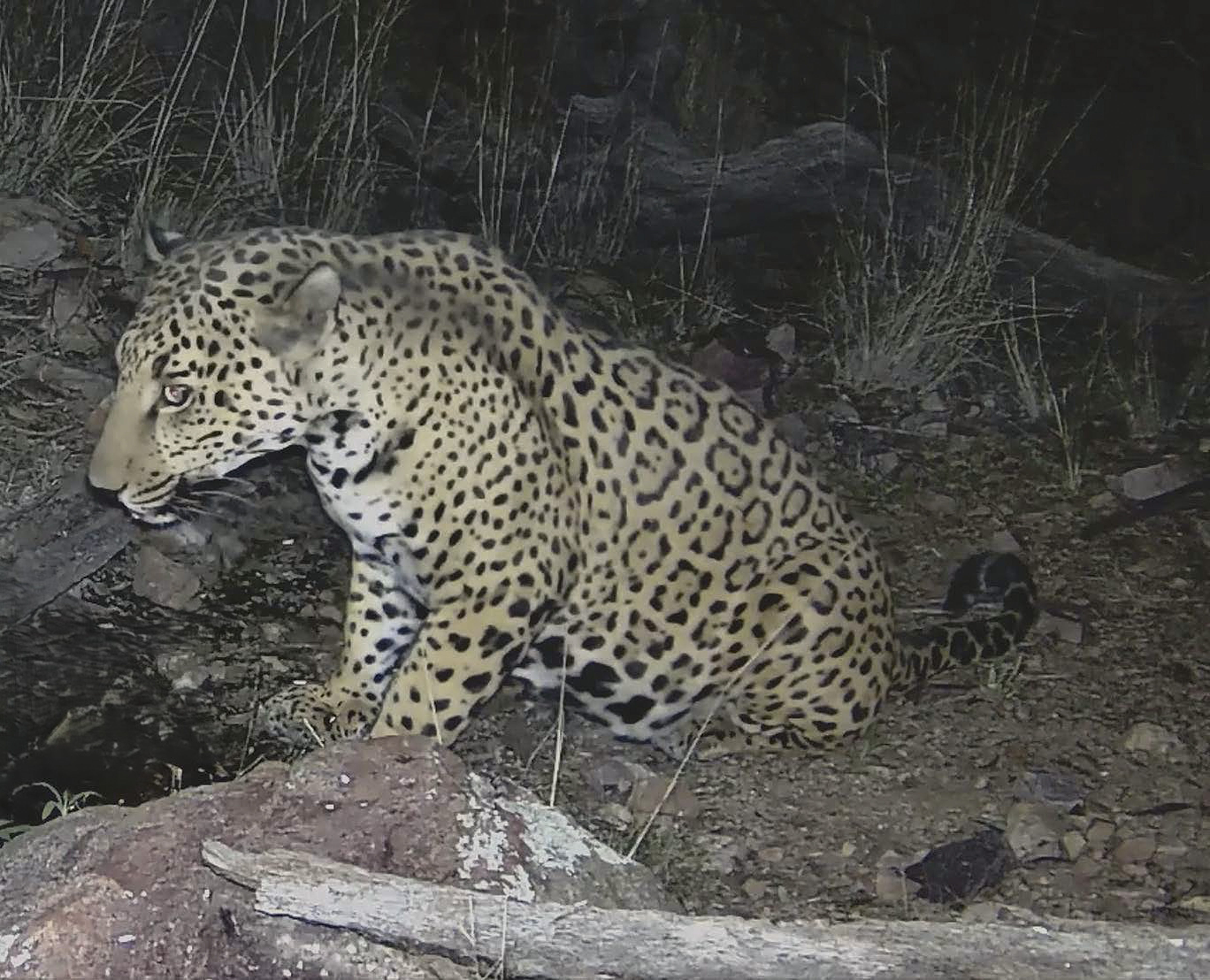 Jaguars are ready to come back, but the border wall might stop them