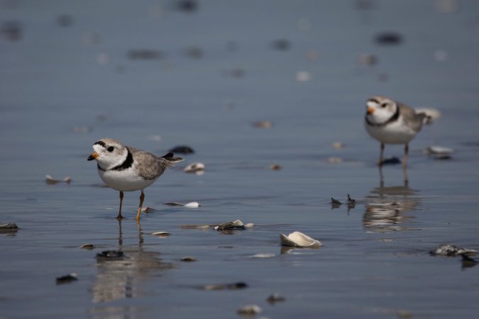 Trump, ending decades of protection, opens wild habitats to drilling and mining