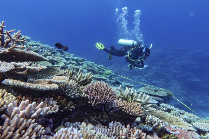 There’s a bit of good news for coral reefs
