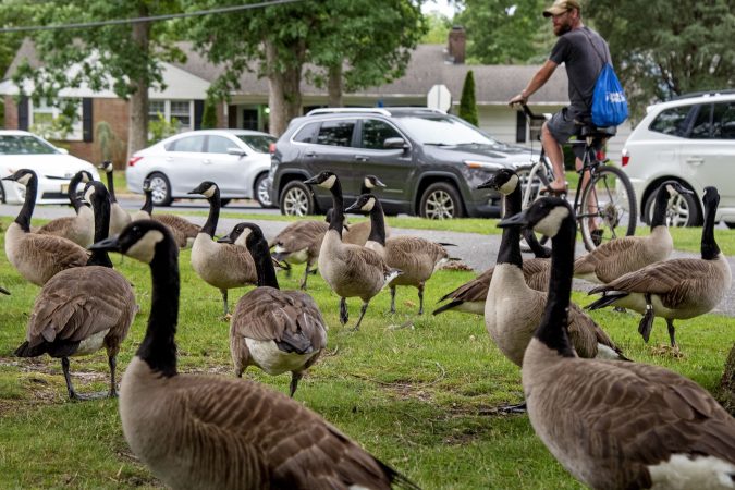 Canada geese in Heritage Park in New Jersey on June 10, 2021.