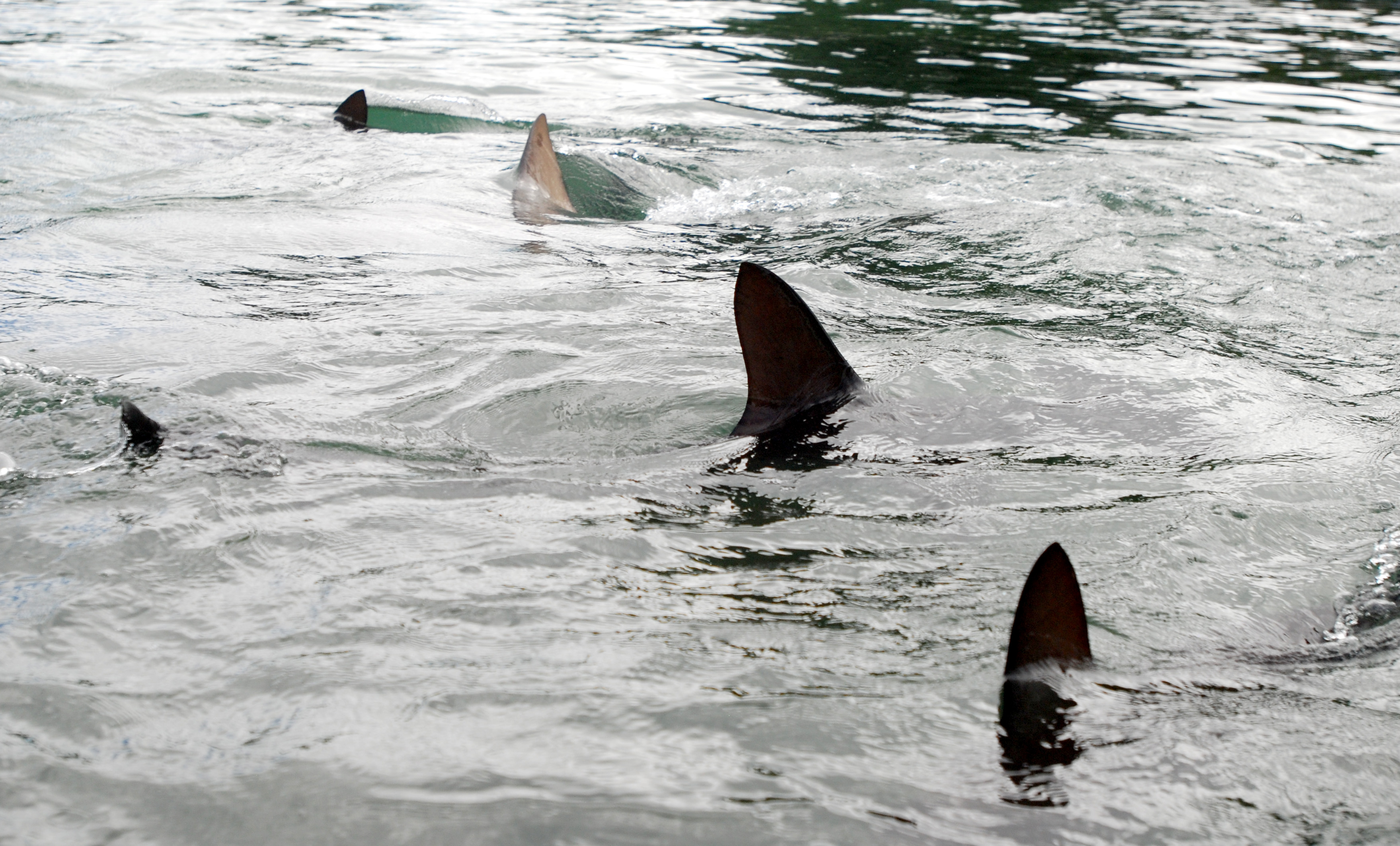 Nearly 30 dead sharks washed ashore in Sea Isle City