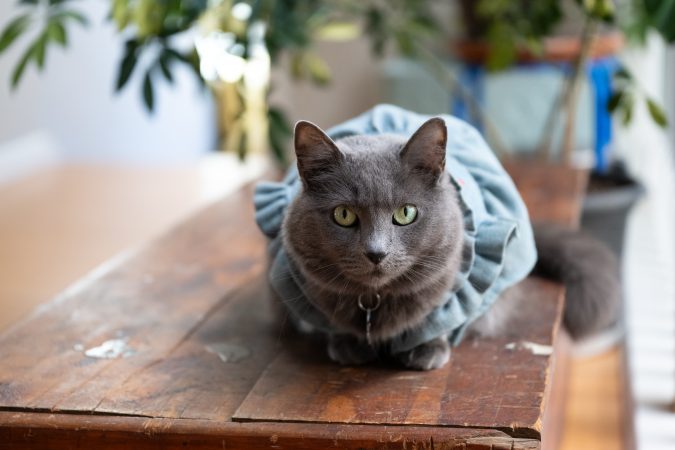 The pets of Havens: How animals become part of the home
