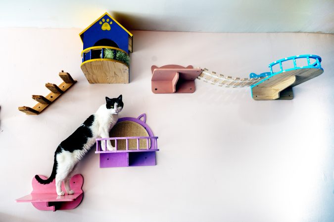Collingswood’s first cat cafe | Inquirer South Jersey