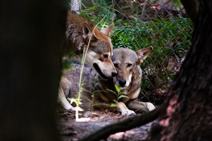 Red wolf litters bring hope of ‘incredible comeback’ for endangered animal