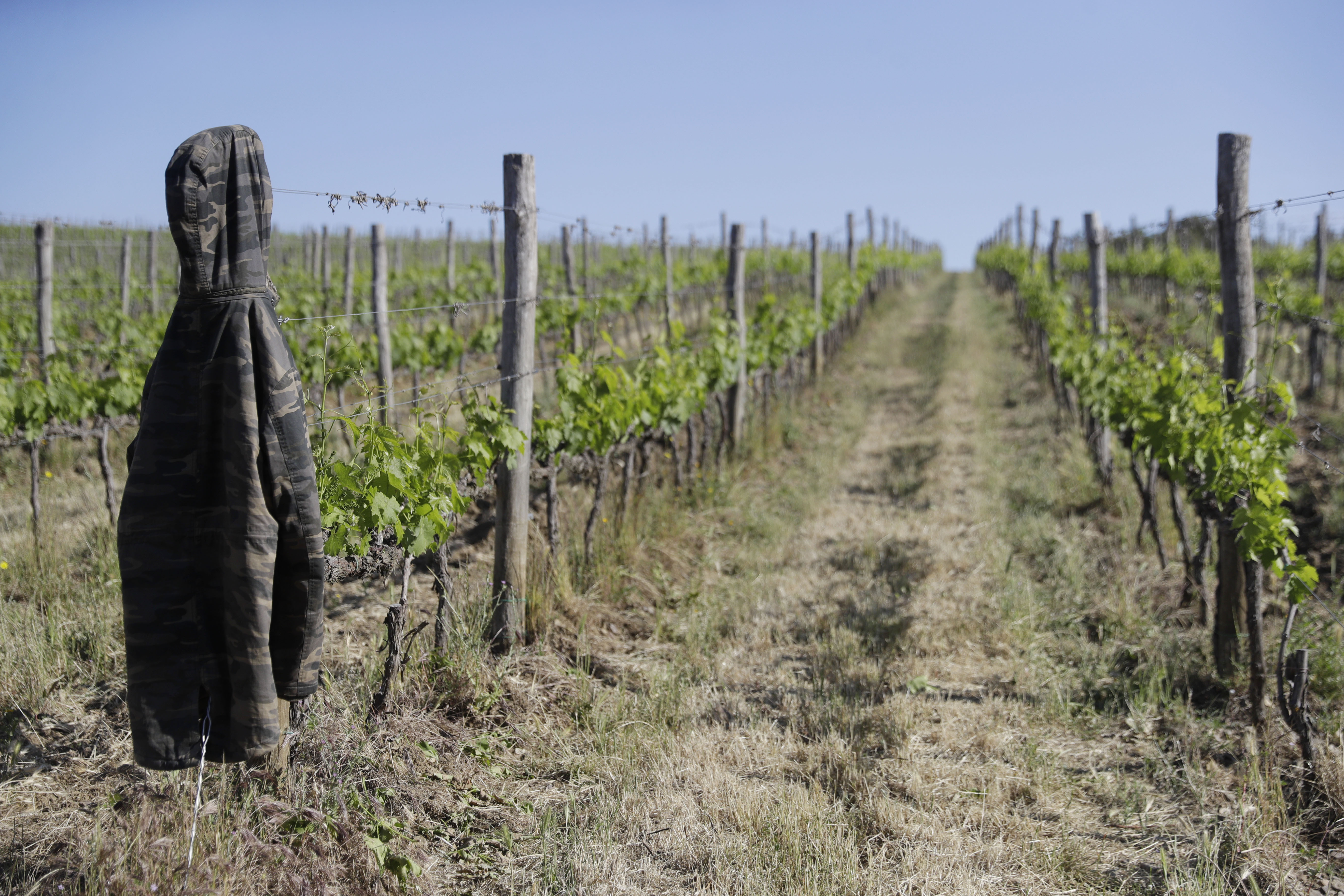 Pinot grigio is wildly popular for a good reason. Here’s where the best ones come from.