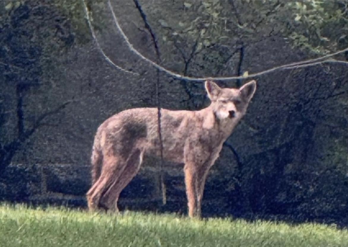 A coyote killed in Cheltenham had rabies, police say