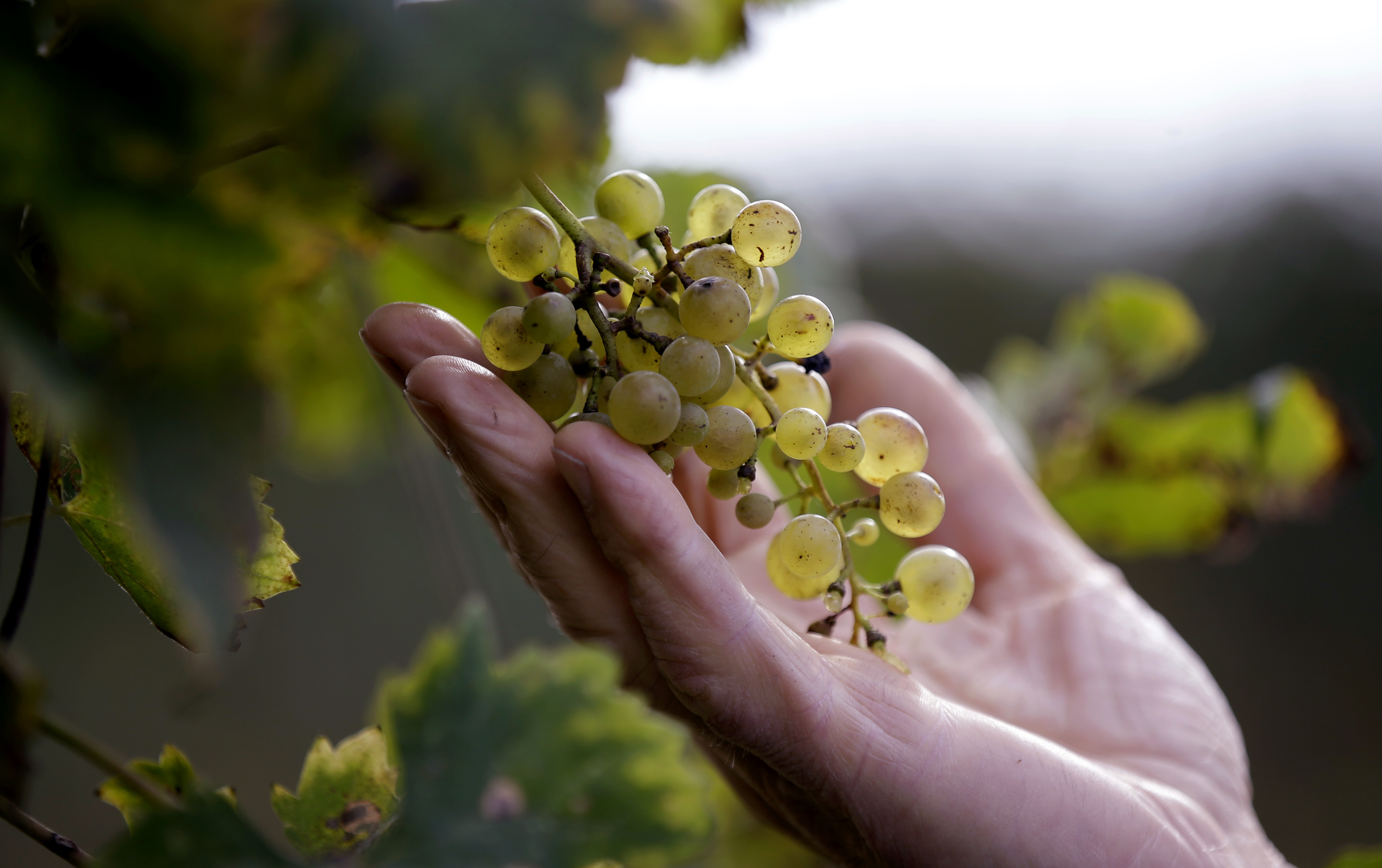 In Umbria, sweet white wines still reign