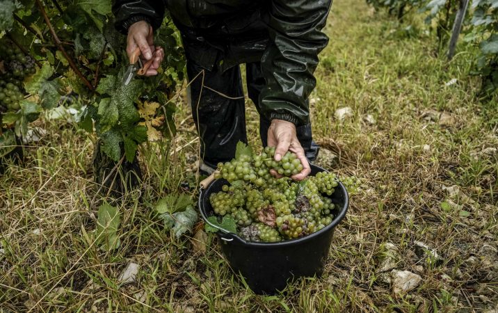 Looking for affordable wines with big flavors? Buy from Chile