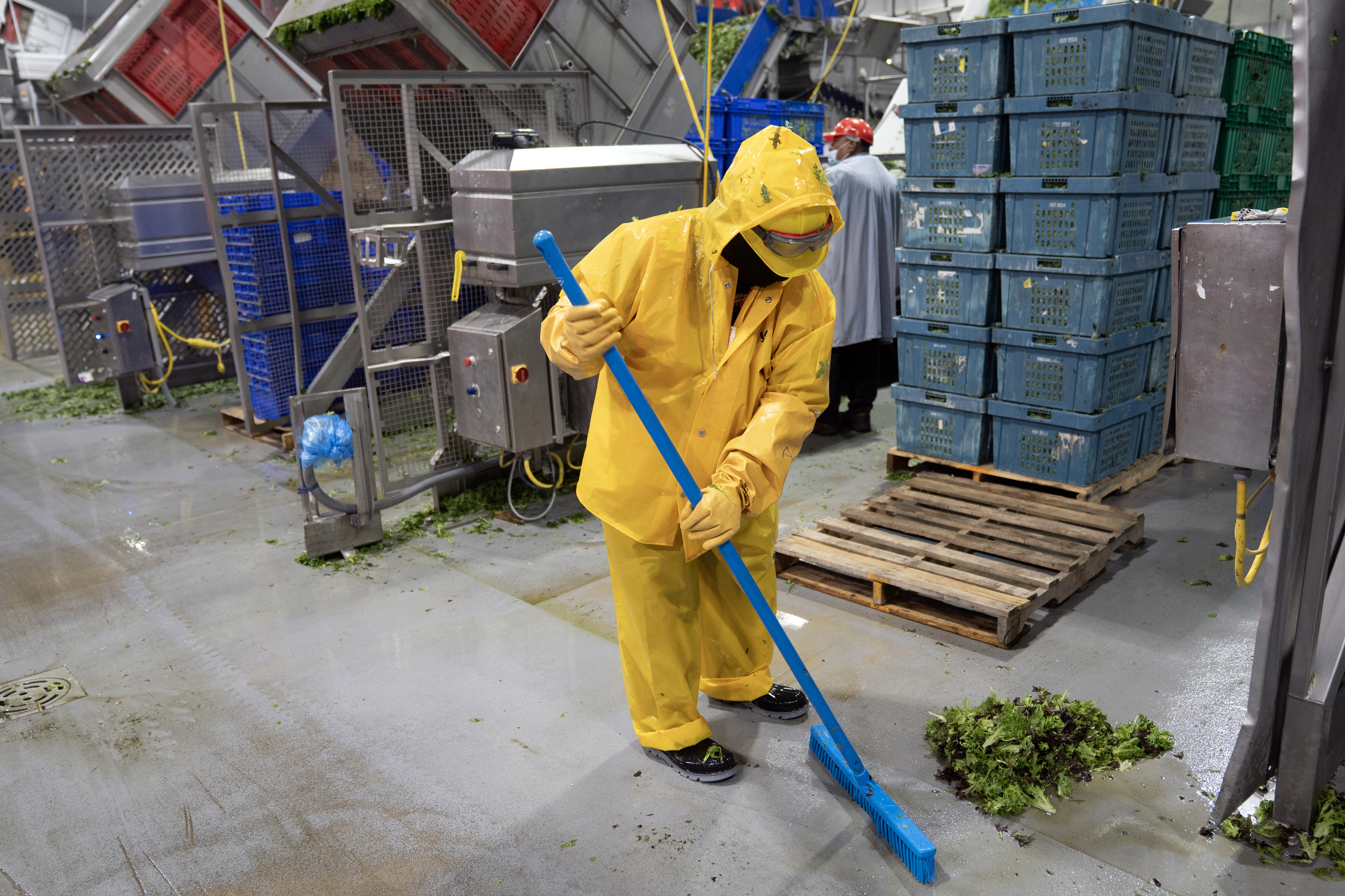 With shoppers wary of illness, farmers destroy millions of heads of lettuce