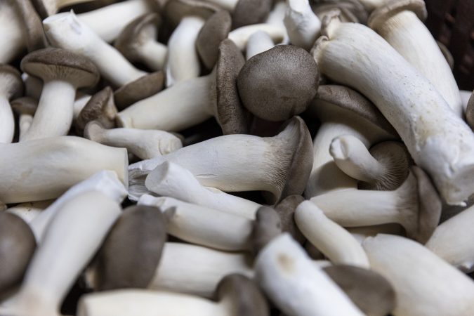 Pa. mushroom growers are divided over cheap, grocery-store fungi
