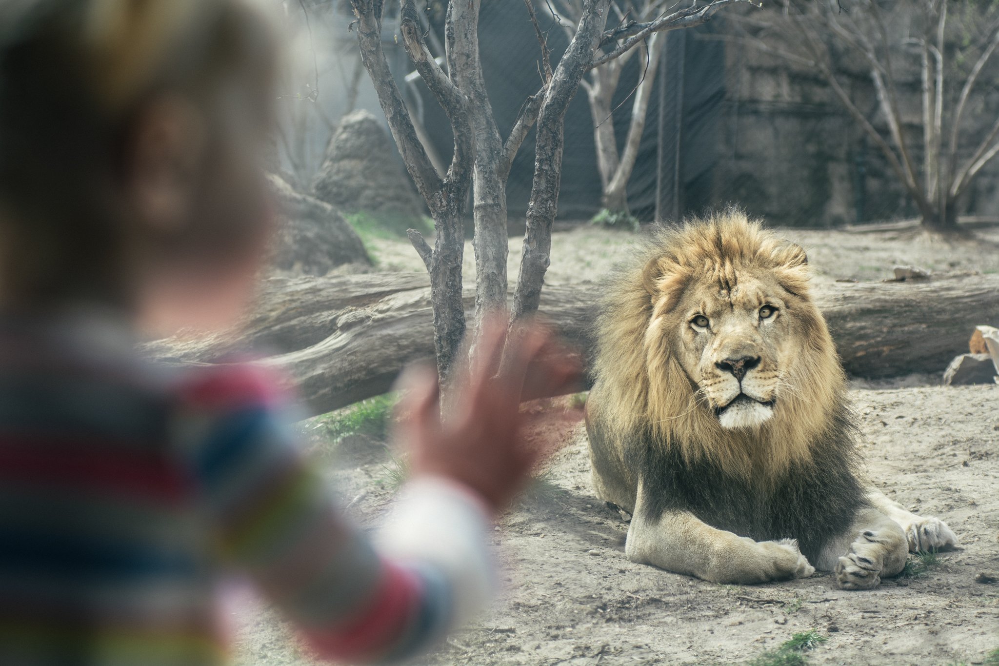 Makini, the last African lion at the Philadelphia Zoo, has died