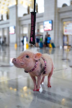 This mini pig has a big job