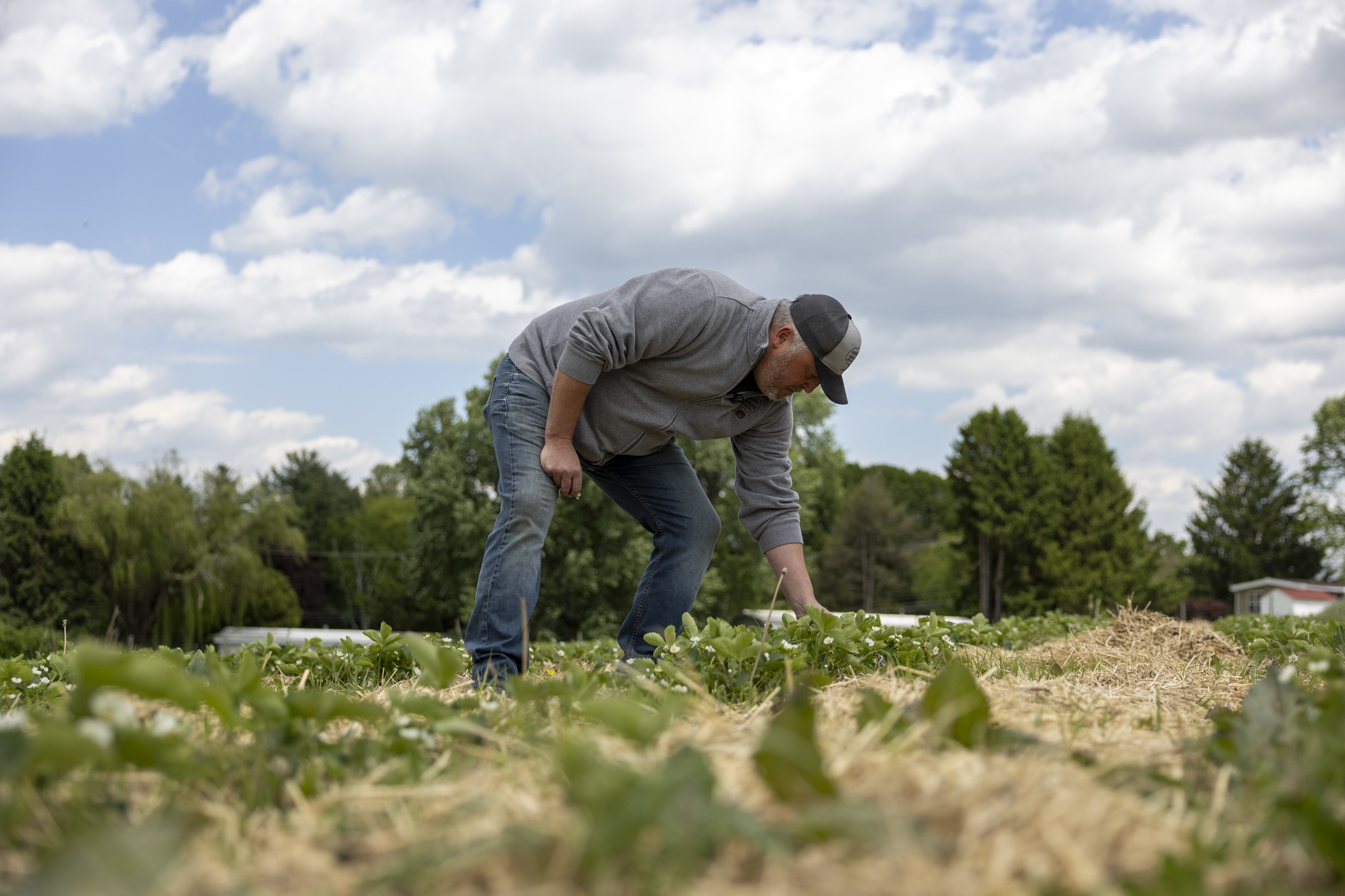 New Jersey growers get a federal disaster declaration for freeze-damaged crops