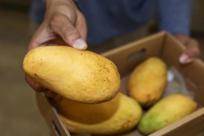 How Pakistani mangoes make their way from Karachi to Delco through a secretive WhatsApp network