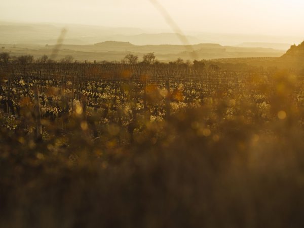 Vineyards in northern Spain's La Rioja area, the country's most famous wine region.