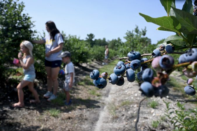 What are South Jersey farmers doing to remedy lost crops? GoFundMes, bigger pumpkin patches, and higher prices