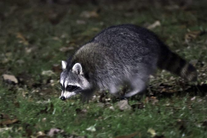 Officials advise caution after report of a rabid raccoon that attacked a man in South Jersey