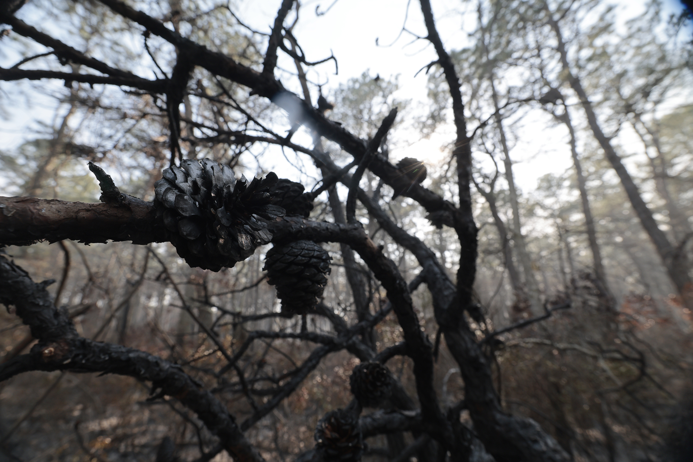 2025 was a wild year for fires in New Jersey, nearly all due to human mayhem