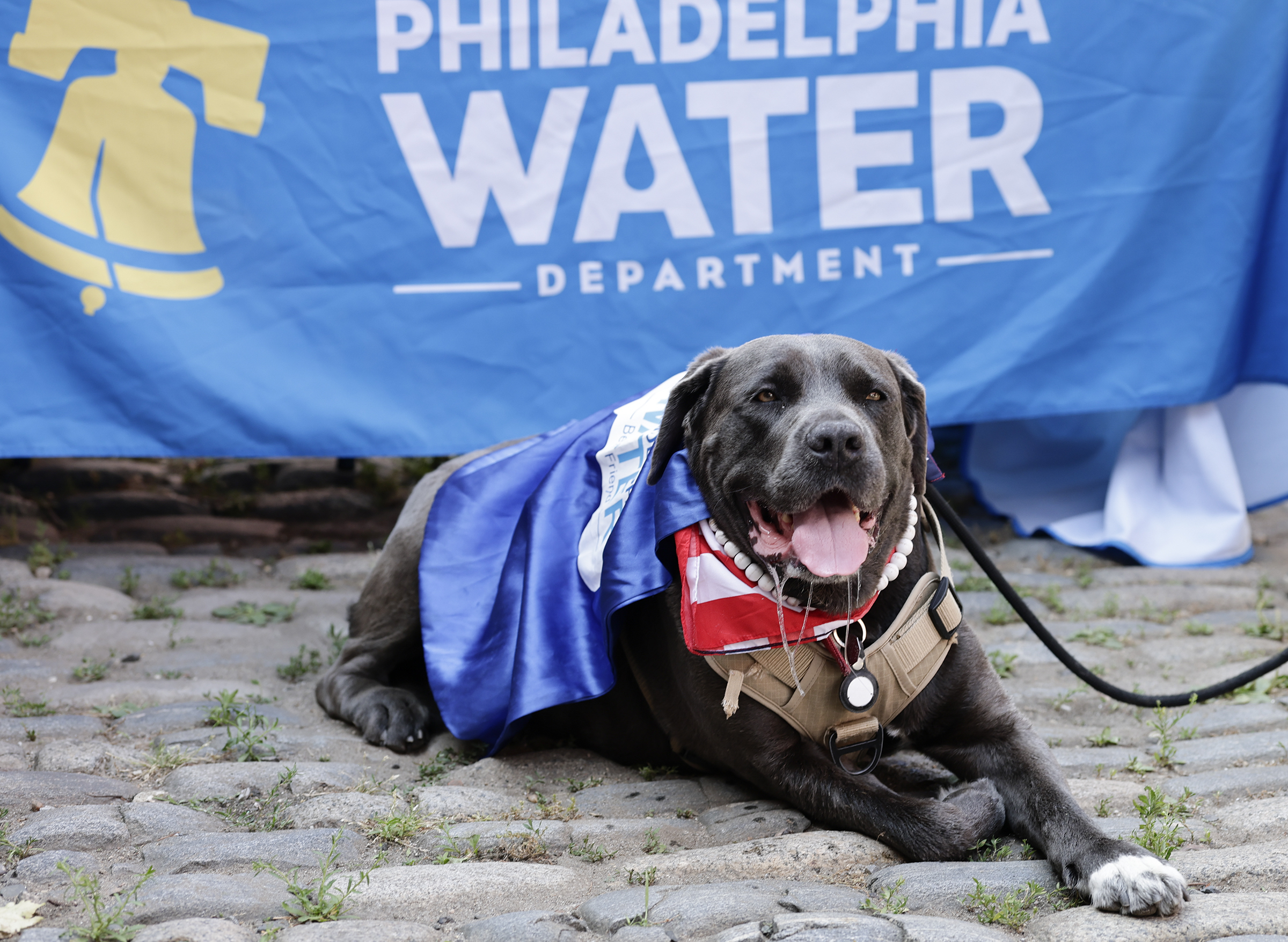 Gracie Girl takes a break at the Philadelphia Brewing Company after being chosen the spokesdog for 2026 during a competition by the Philadelphia Water Department and Partnership for the Delaware Estuary on Sunday.  Gracie Girl is a 8-years-old cane corso dog and will represent the Philadelphia Water Department raising awareness about poo-llution.