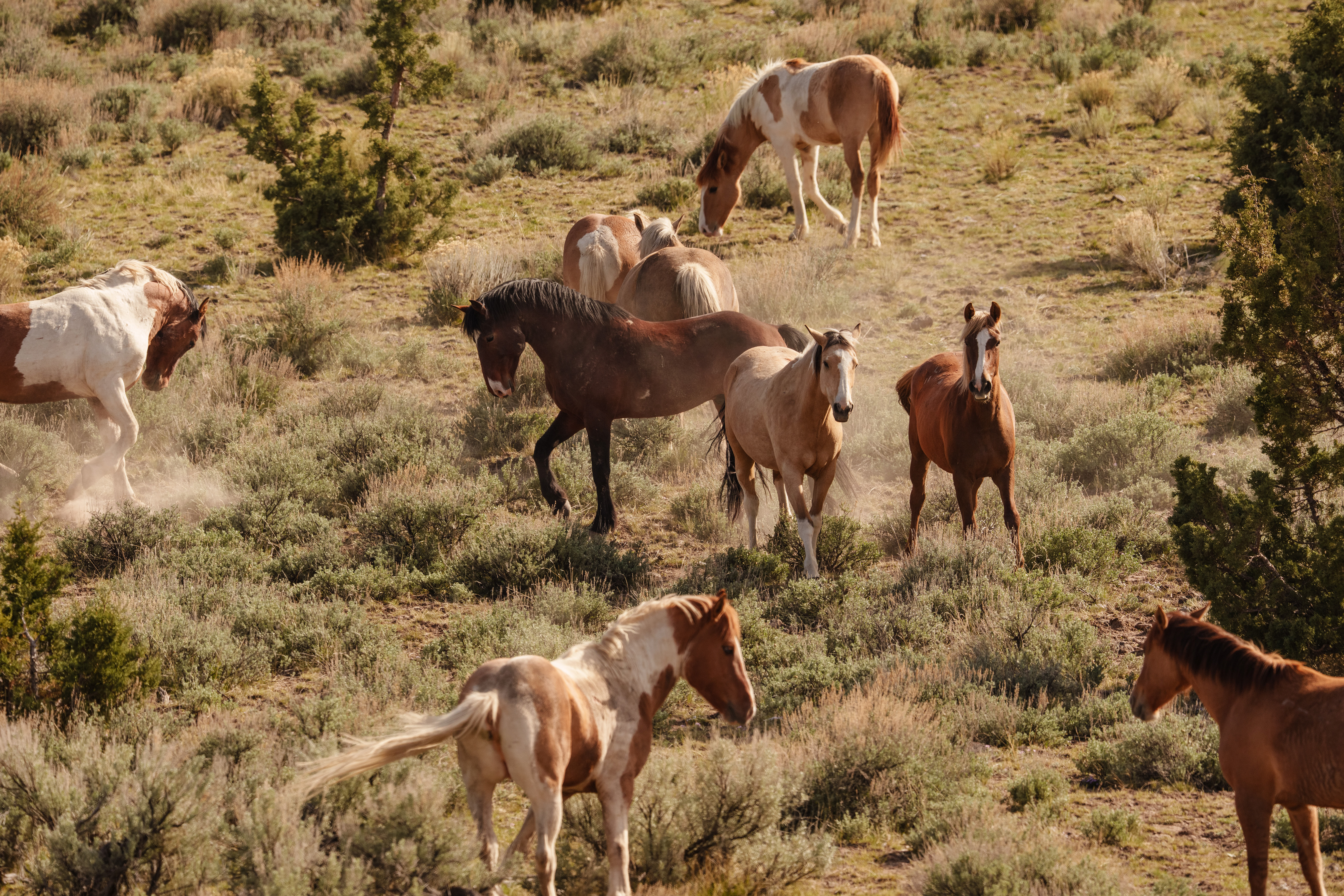 Under Trump, protected wild horses are going to slaughter