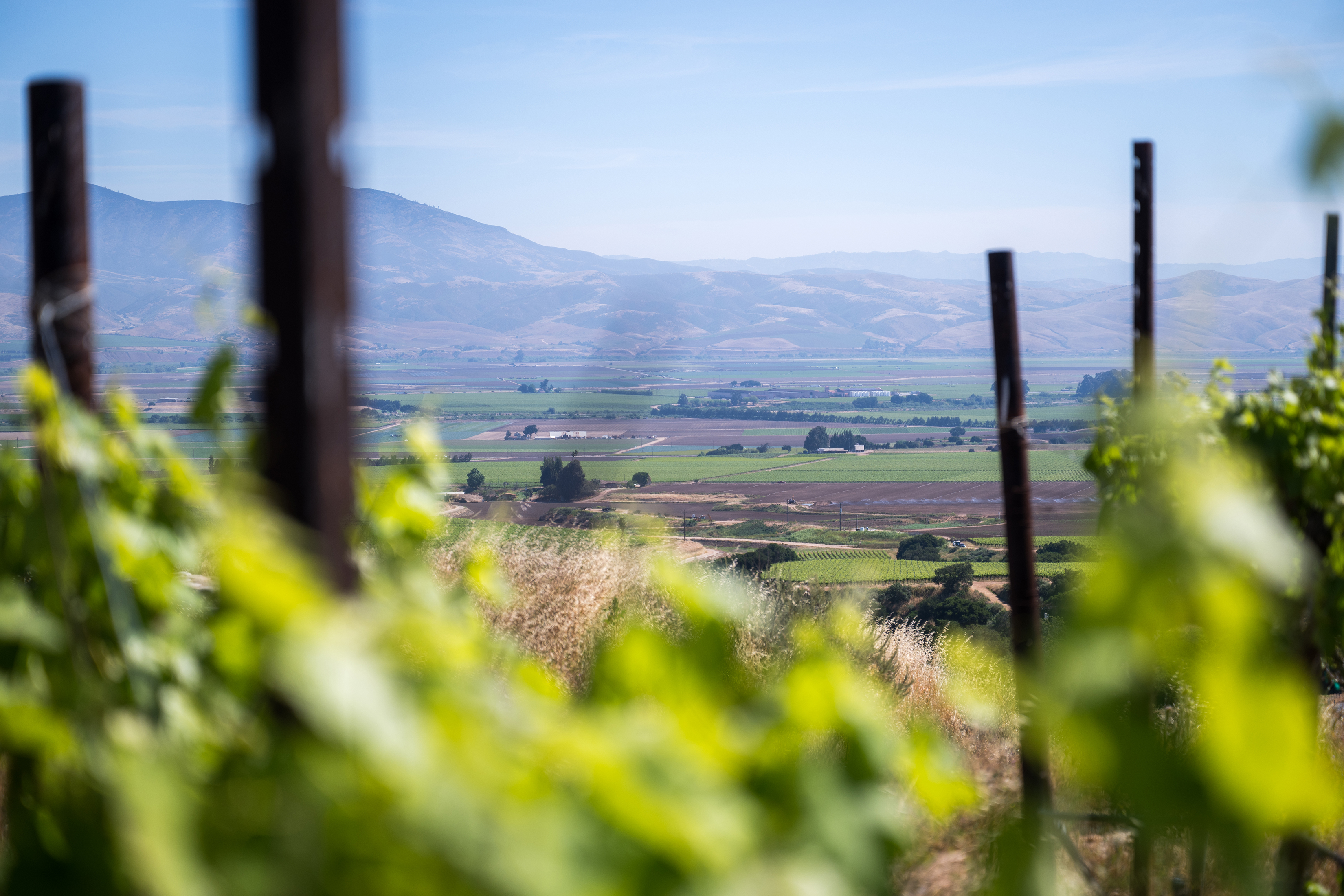 Why chenin blanc is one of the most underrated wine grapes of all time