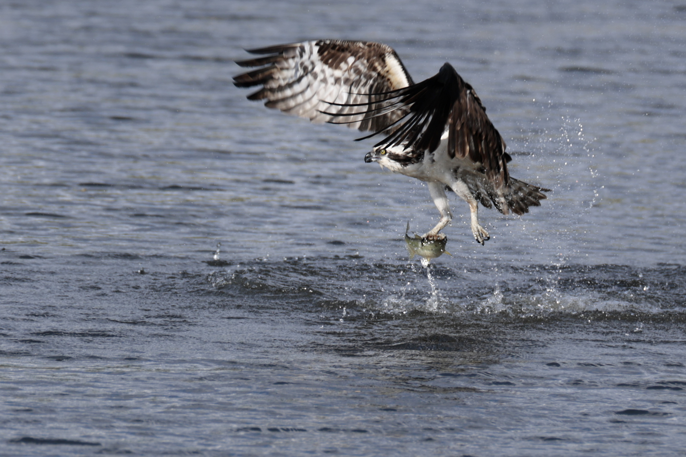 Osprey chicks are starving at the Jersey Shore, study says