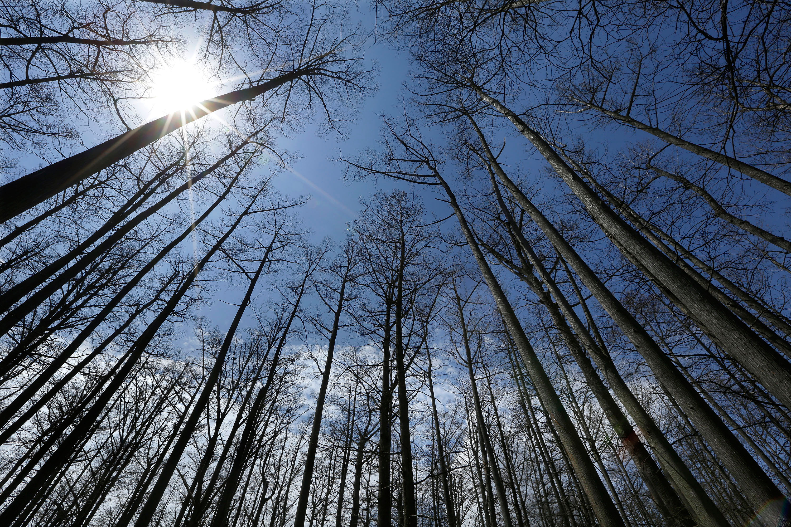 U.S. Forest Service closing 23 research facilities as part of reorganization under Trump