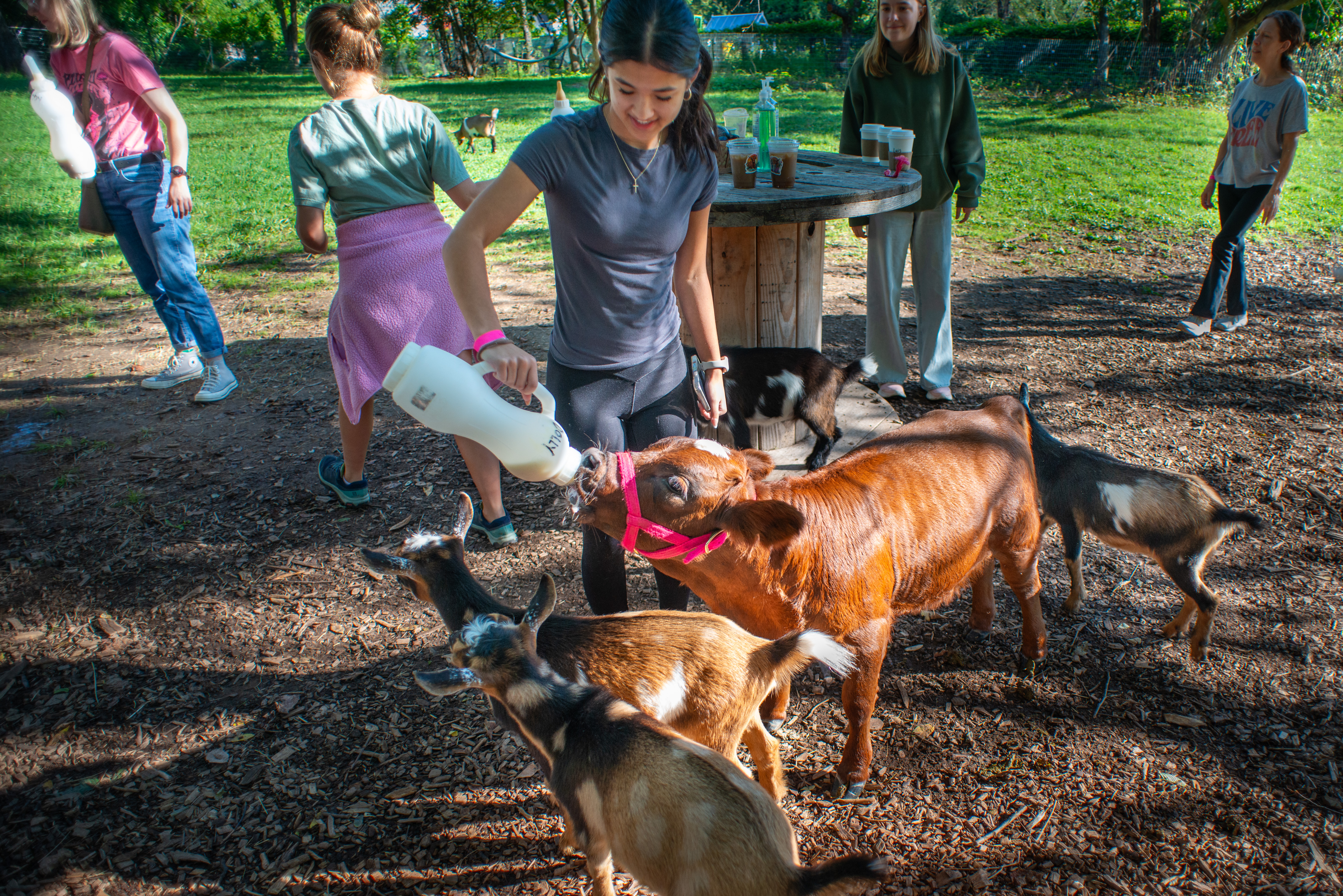 You can cuddle cows while drinking coffee at this Montco animal sanctuary