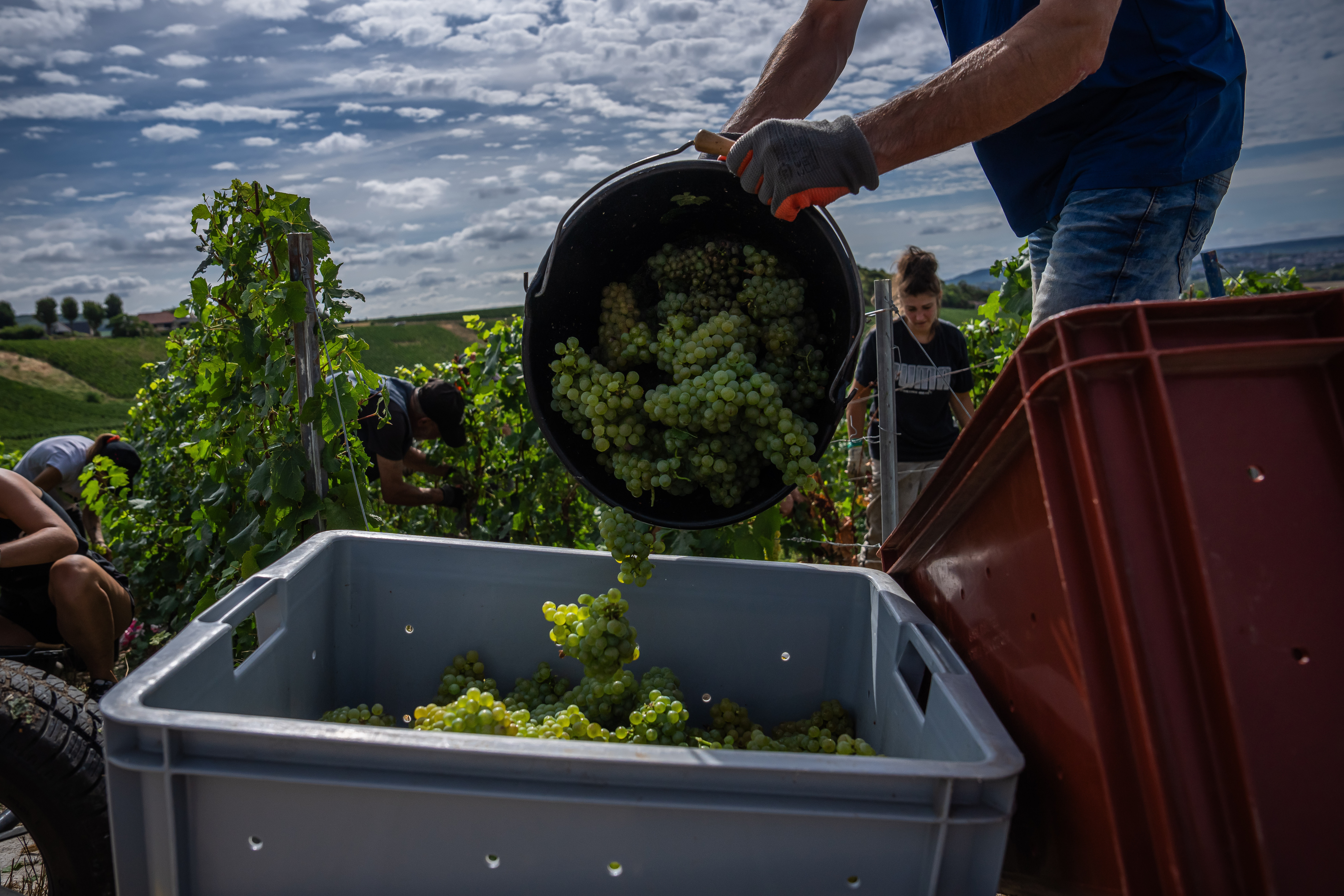 Unoaked chardonnay is overtaking its buttery, barrel-aged counterpart