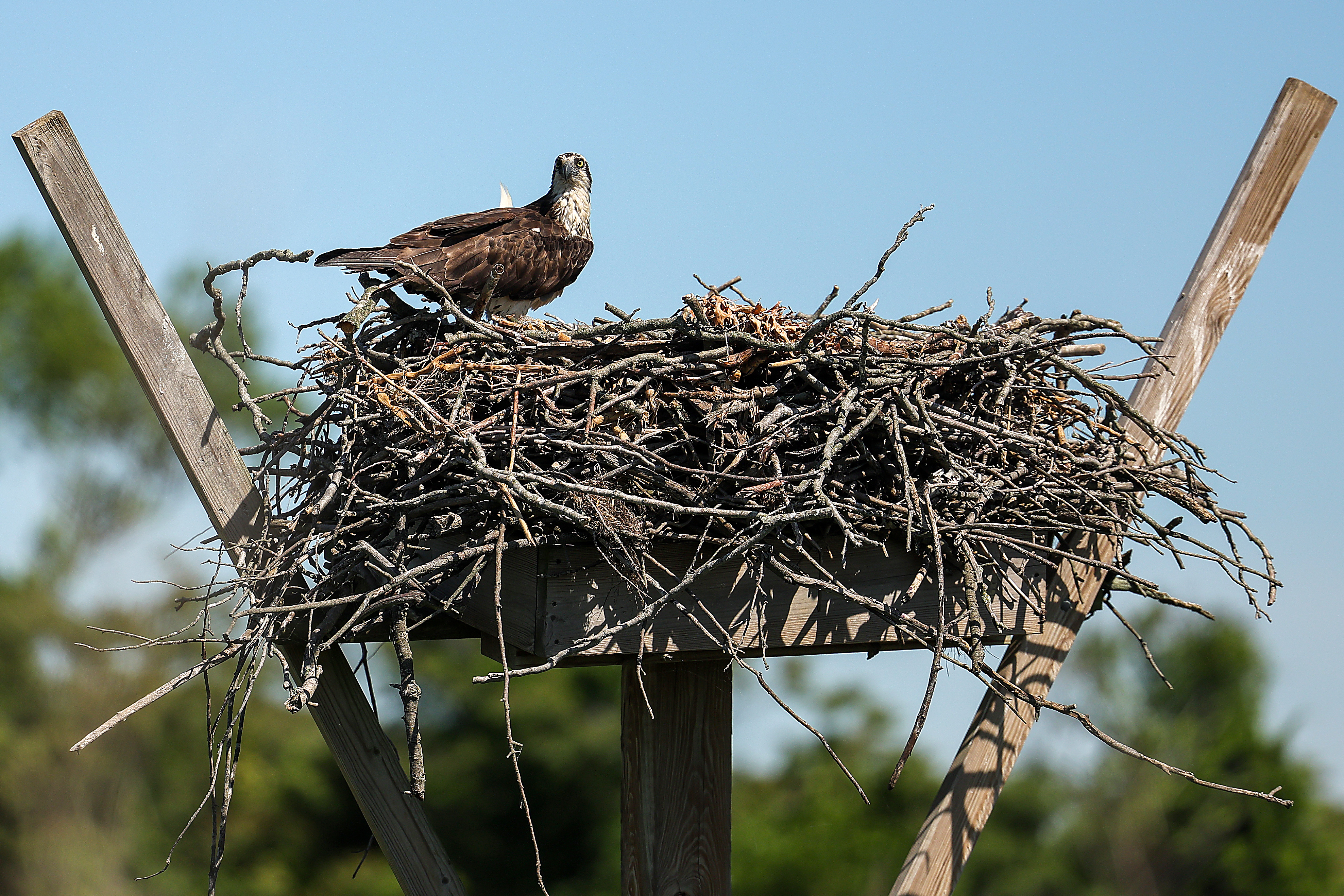 Ospreys are disappearing along the East Coast. Scientists think they know why.