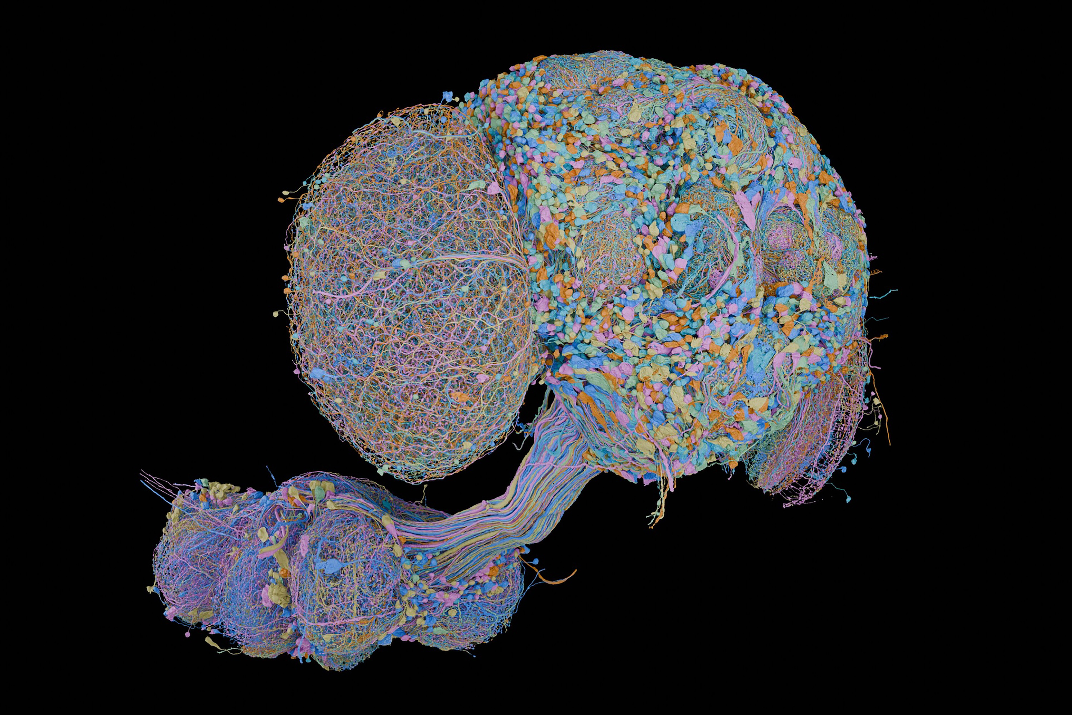 Is there anything a fruit fly brain can’t do?