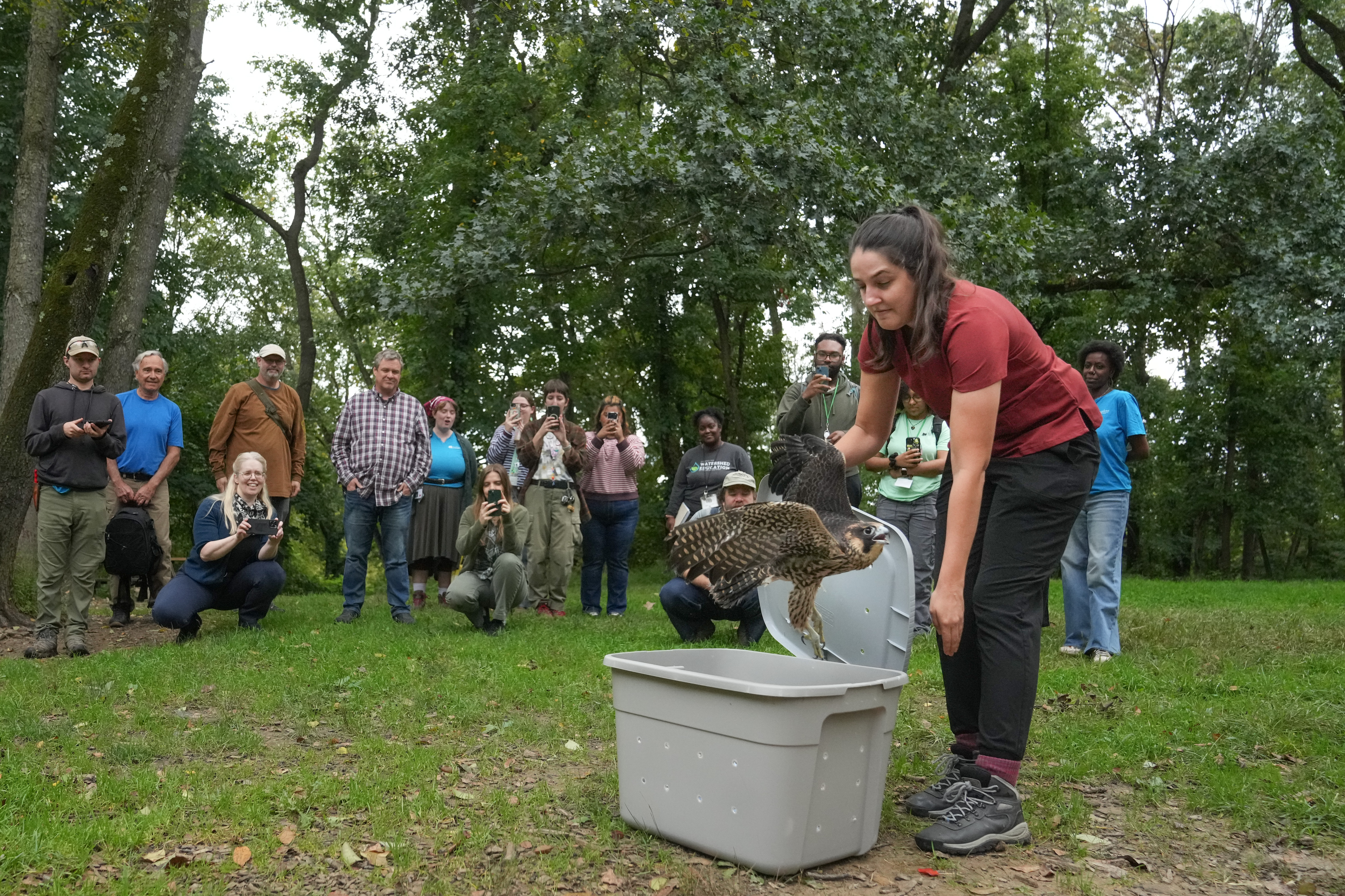 A sickly falcon found at the PMA in June is cleared for takeoff