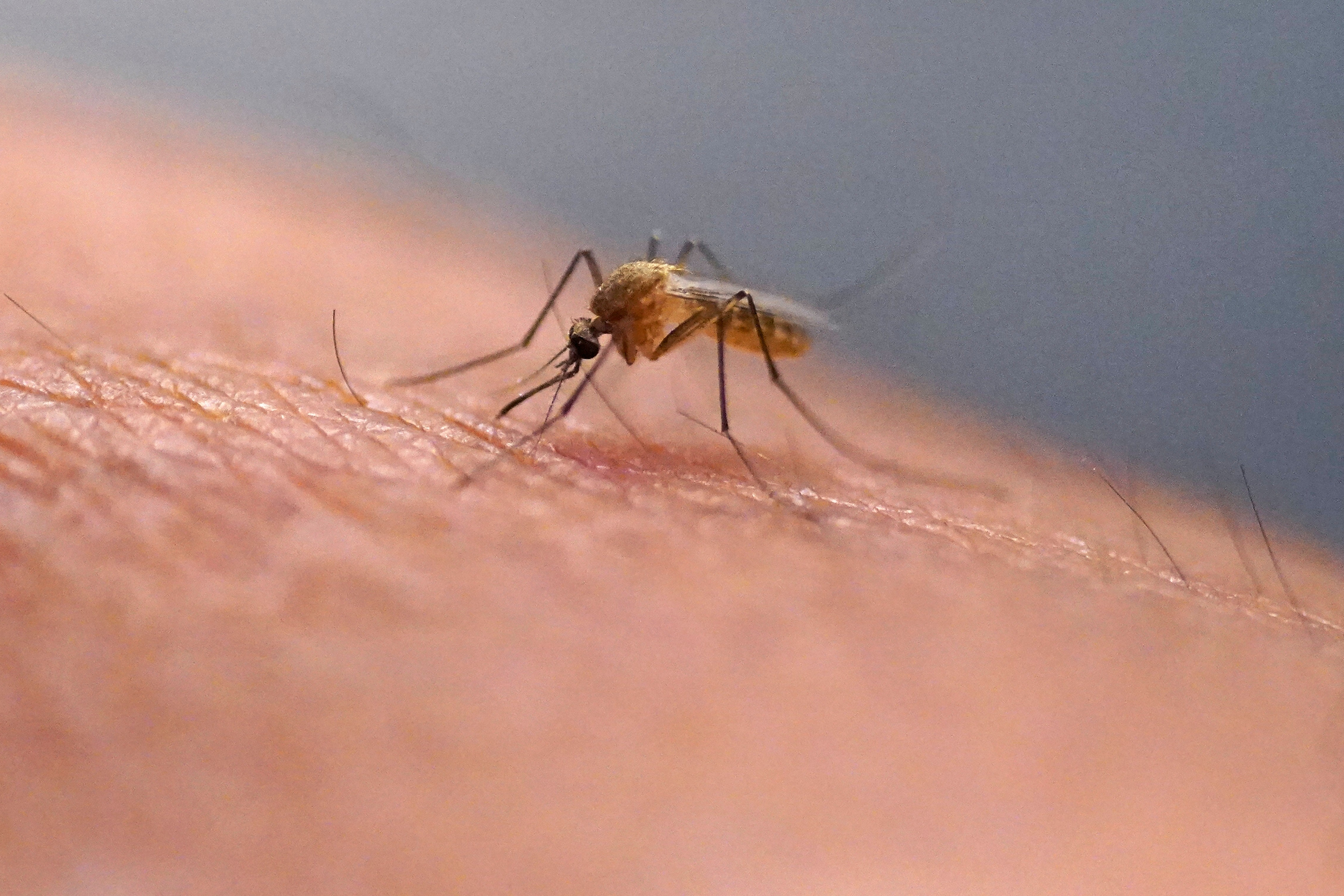 Four cases of West Nile virus were confirmed in Philly, city officials say