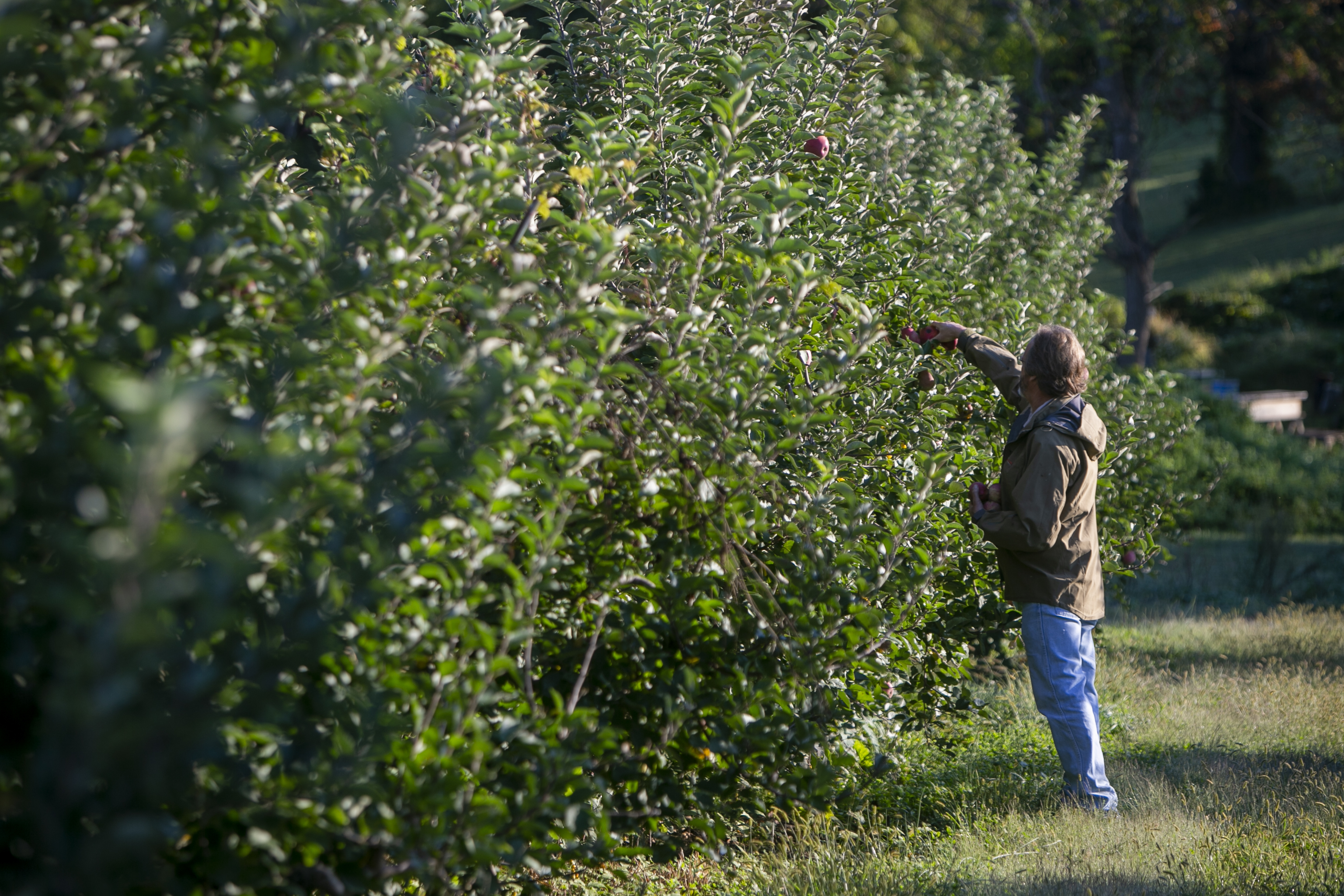 Your guide to local apple picking | Inquirer Greater Media