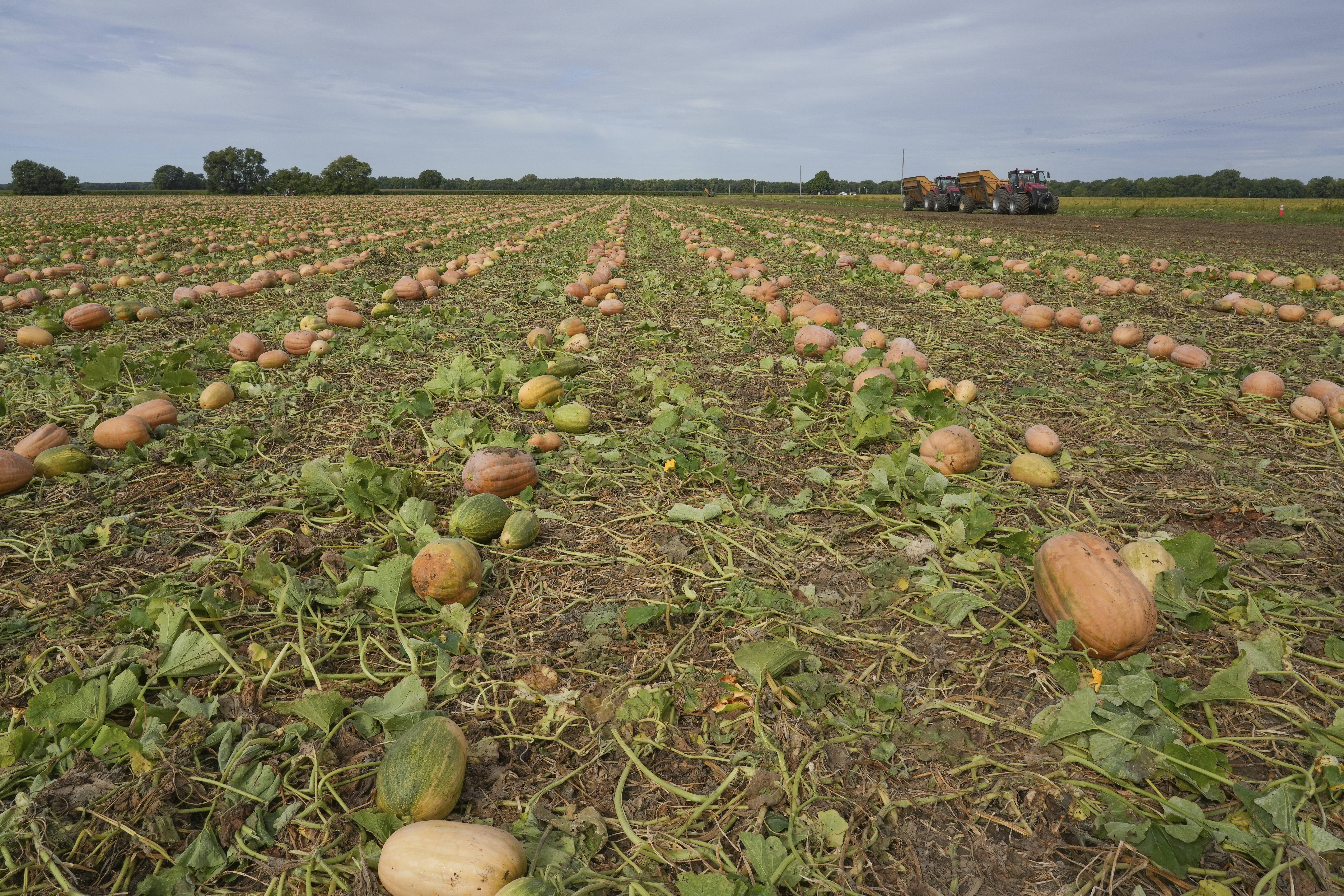 Pumpkins are seen on a field at a farm in Atlanta, Ill., in 2022. It is one of the central Illinois farms that supply pumpkins for canning and use regenerative techniques designed to reduce emissions, attract natural pollinators like bees and butterflies, and improve the health of the soil.