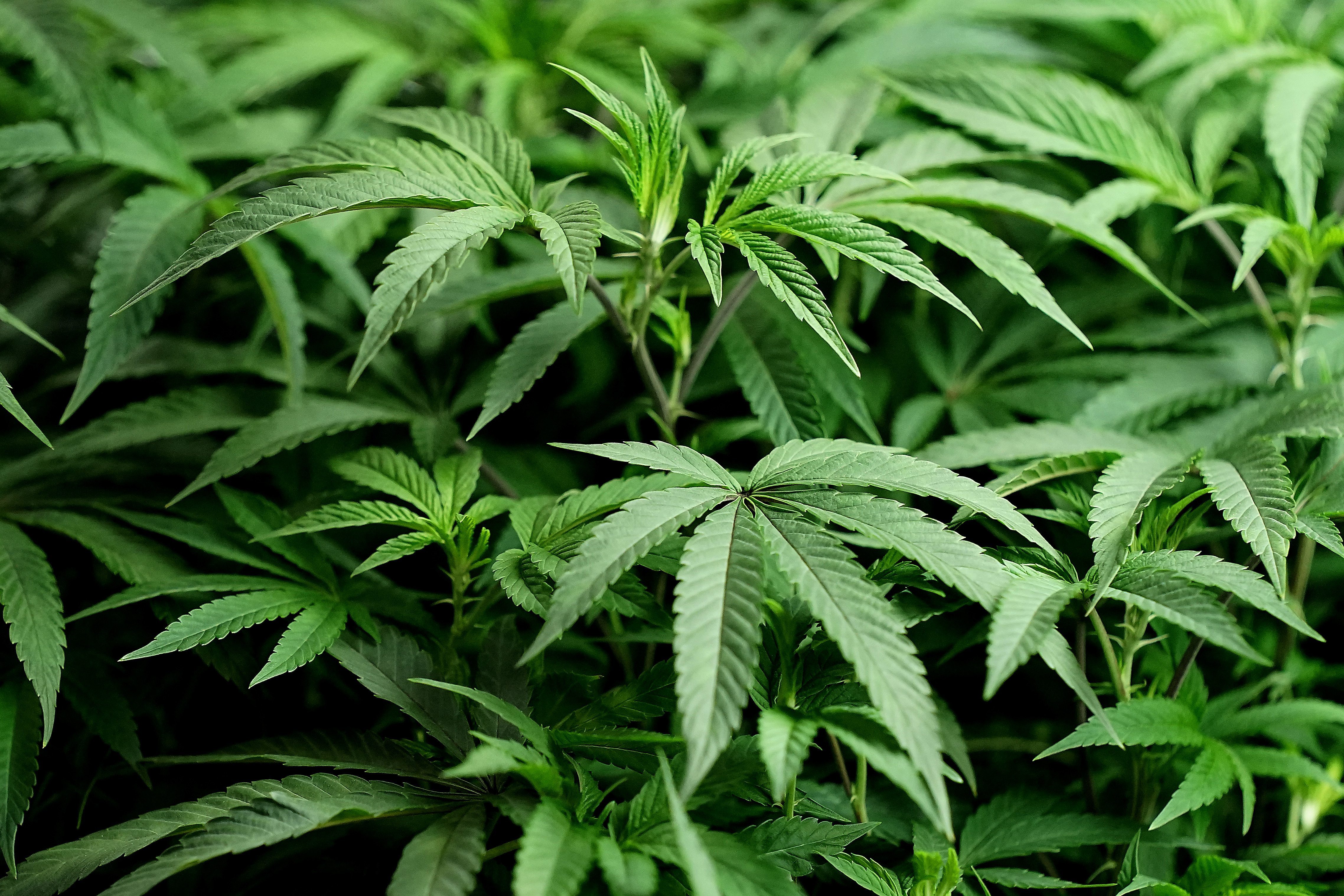 Main Line cannabis payments operator charged with $9 million fraud